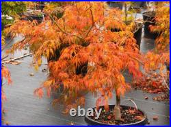 Acer Tree Orange Lace New Variety Rare Japanese Maple 3L Pot Plants to your door