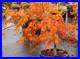 Acer Tree Orange Lace New Variety Rare Japanese Maple 3L Pot Plants to your door