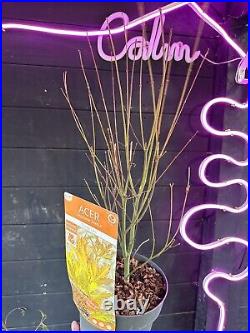 Acer Tree Orange Lace New Variety Rare Japanese Maple 3L Pot Plants to your door