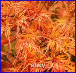 Acer Tree Orange Lace New Variety Rare Japanese Maple 3L Pot Plants to your door