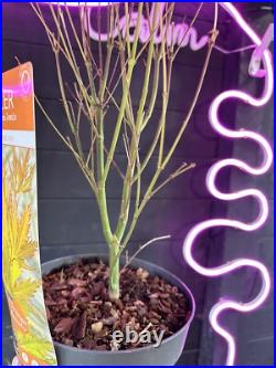 Acer Tree Orange Lace New Variety Rare Japanese Maple 3L Pot Plants to your door
