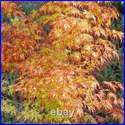 Acer Tree Orange Lace New Variety Rare Japanese Maple 3L Pot Plants to your door