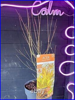 Acer Tree Orange Lace New Variety Rare Japanese Maple 3L Pot Plants to your door