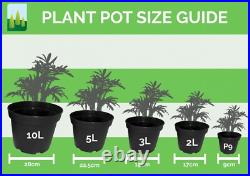 Acer Tree Orange Lace New Variety Rare Japanese Maple 3L Pot Plants to your door