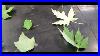 How To Identify Sugar Maple Trees Vs Silver Red And Norway Maples Leaves And Keys