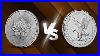 Silver Eagles Vs Silver Maples Which Is Right For You