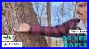 Tree Talk Silver Maple